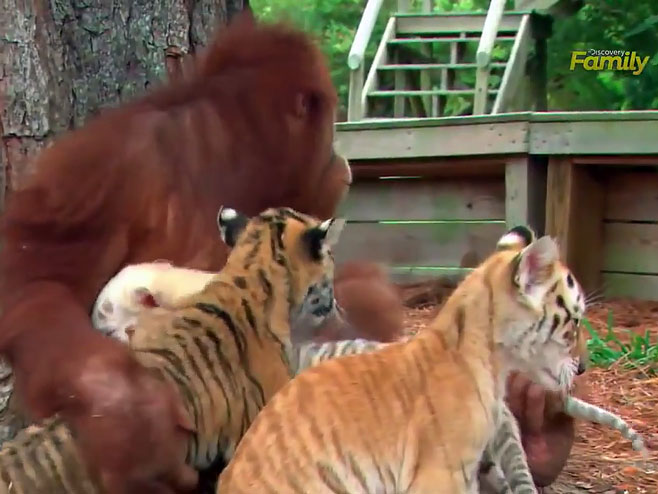 Орангутан "глуми" маму малим тигровима - Фото: Screenshot/YouTube