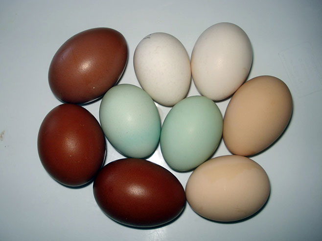 Коке носе обојена јаја (ФОТО:СРНА)