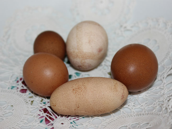 Необична јаја које је снио пијетао (Фото: Срна)