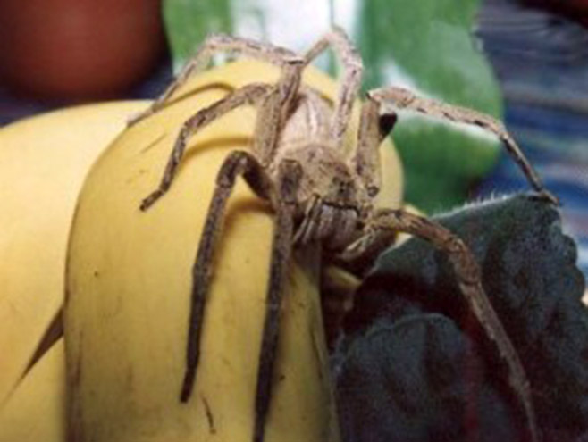 Најотровнији паук на свијету (Фото: arachnipedia.wikia.com) - 