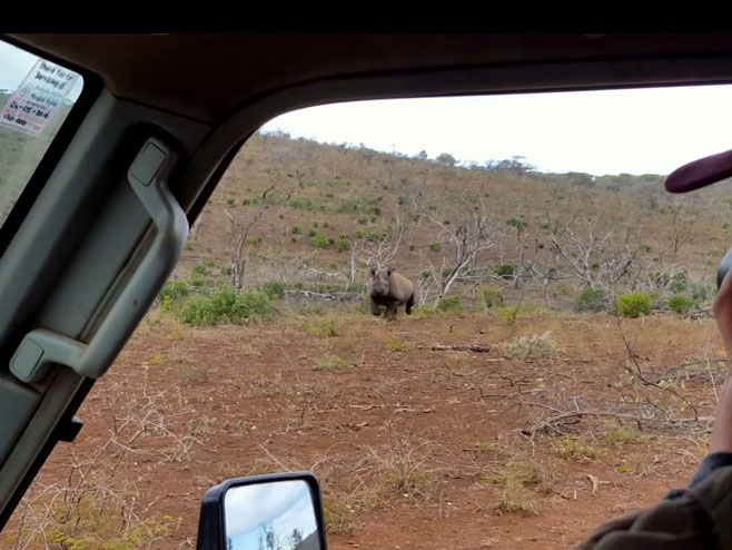 Носорог - Фото: Screenshot/YouTube