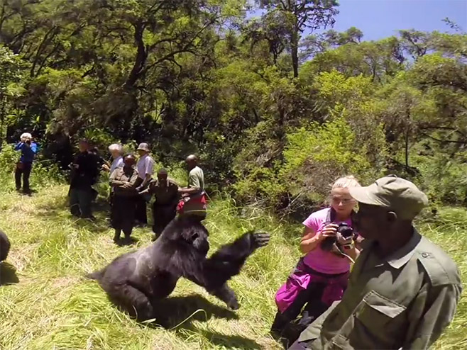 Жена послије ударца гориле прошла без повреда - Фото: Screenshot/YouTube