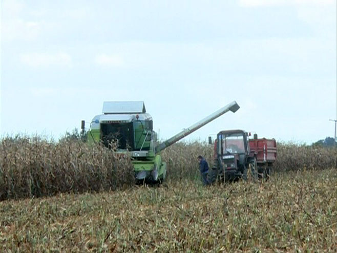 Принос кукуруза - Фото: РТРС