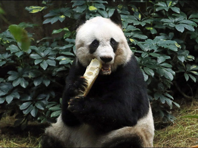 Panda - Foto: TANJUG