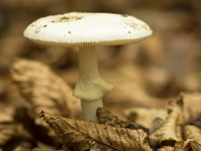 Најсмртоноснија печурка (Фото: Thinkstock) - 
