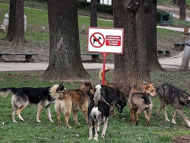 Пси луталице у Сарајеву (фото: www.dnevnik.ba) - 