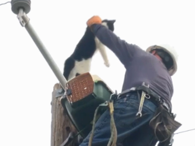 Након 9 дана спасен мачак са електричног стуба - Фото: Screenshot