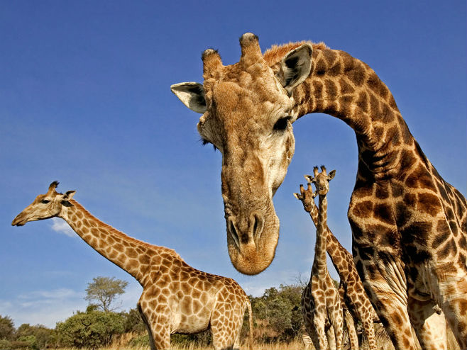 Жирафе (Фото: Martin Harvey/Alamy Stock Photo) - 