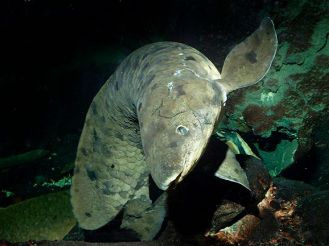 Djed, najstarija riba na svijetu (Foto: Shedd Aquarium) - 