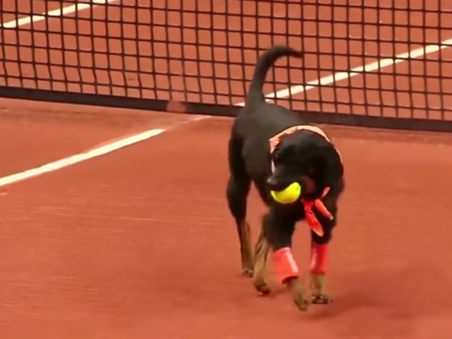 Пас сакупљач лоптица - Фото: Screenshot/YouTube