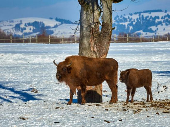 У парку Банф рођен први бизон послије 140 година - Фото: nezavisne novine