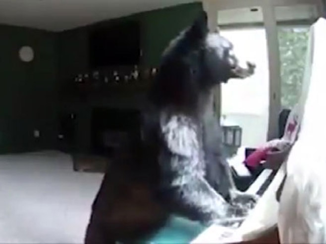 Medvjed koji svira klavir - Foto: Screenshot/YouTube