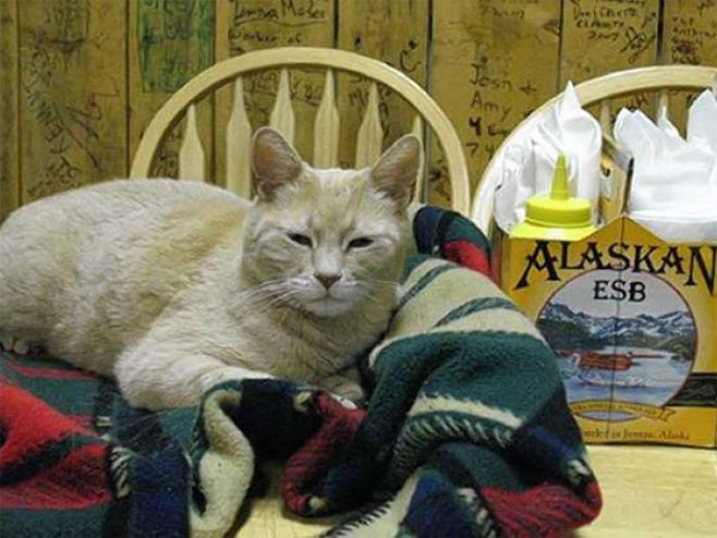 Mačak, turistička atrakcija grada Talketna u Aljaskoj - 