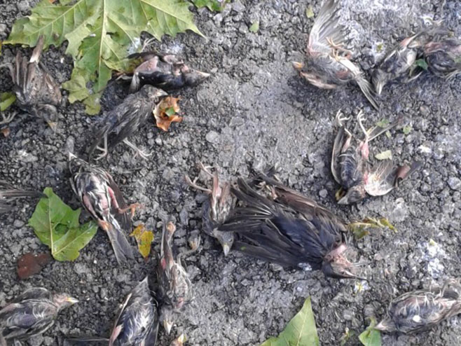 Угинуле птице (фото:Fena ) - 