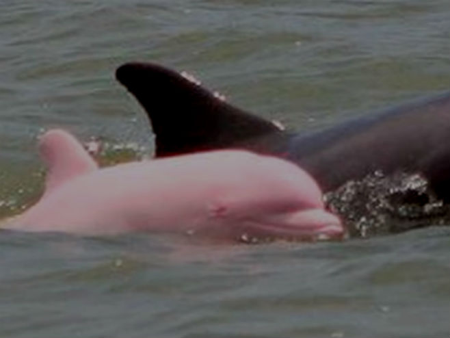 Рози делфин - Фото: Screenshot/YouTube