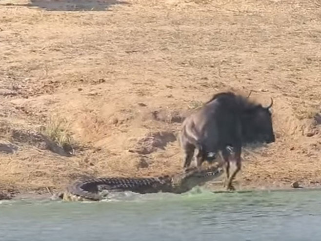 Крокодил и гну у борби за живот - Фото: Screenshot/YouTube