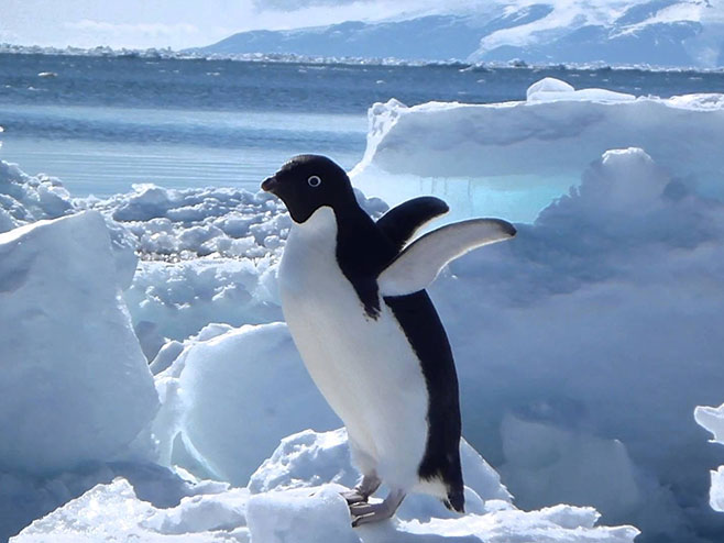 Аделијски пингвин - Фото: youtube