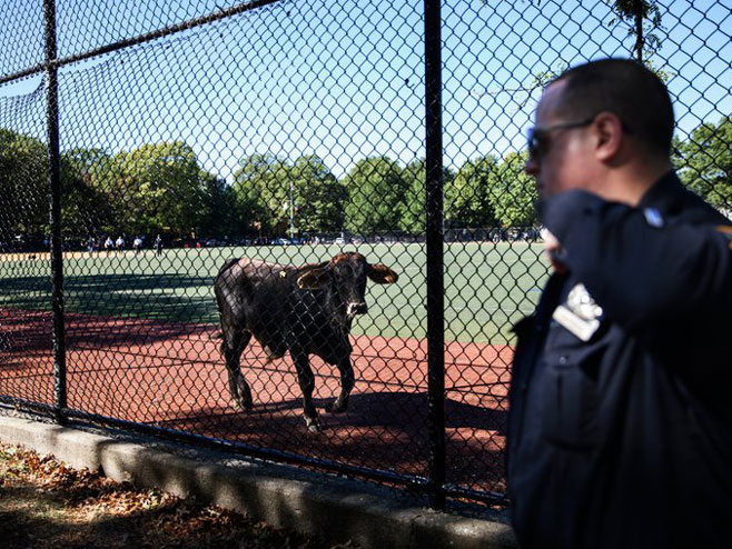 Њујорк: Ухваћен одбјегли бик - Фото: New York Times 