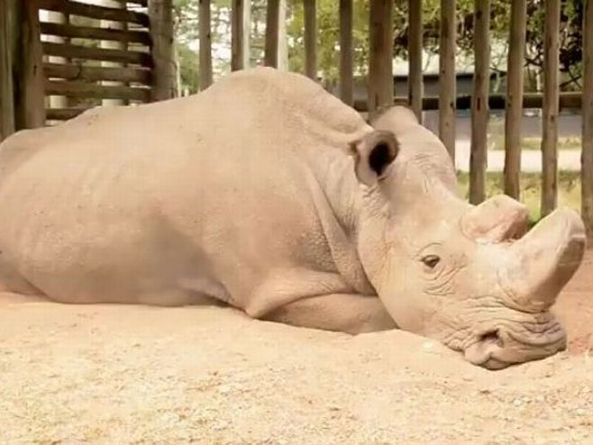 Умро је Судан, последњи бијели носорог на свијету  (Фото:Daniel Schneider Twitter ) - 
