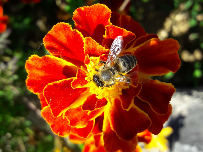 Пчела - Фото: РТРС