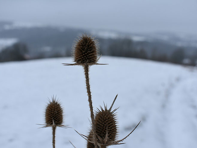 Зима, снијег (фото:Тања Тодоровић) - 