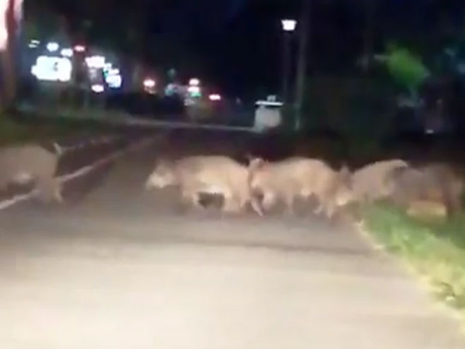Крдо дивљих свиња - Фото: youtube