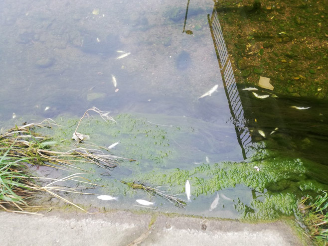 Угинуће риба у Широкој ријеци (фото: banjaluka.rs.ba) - 