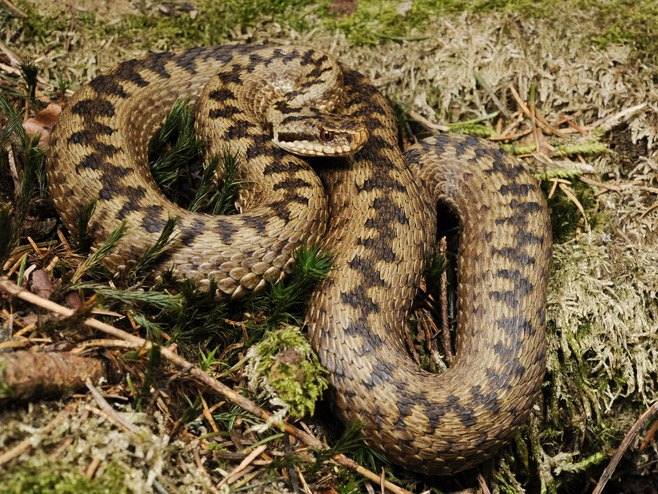 Змија шарка (фото: wikipedia.org / Benny Trapp) - 