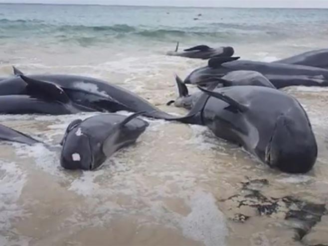 Насукани китови (Фото:Screenshot / Youtube/IBTimes UK) - 