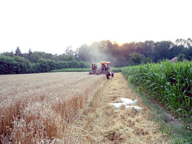 Жетва пшенице - Фото: СРНА