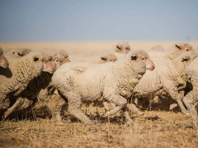 Овце  (Фото:Kelly Butterworth) - 