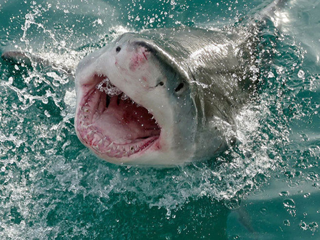 Велика бијела ајкула (Фото: Bernard Dupont / Great White Shark) - 