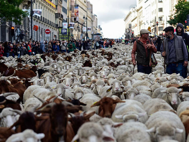 Овце на улицама Мадрида - Фото: AFP/Getty images