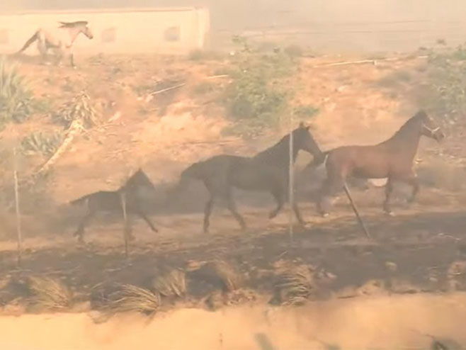 Коњ се вратио у пожар да спаси друга два - Фото: Screenshot