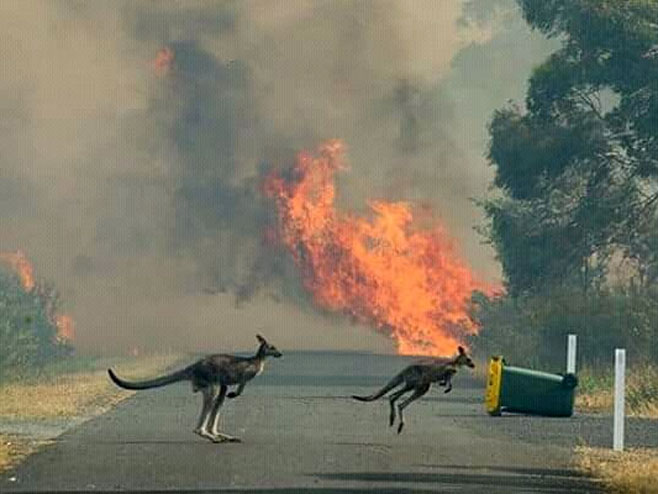 Пожари у Аустралији (фото: twitter.com/ArjunGhimire_7) - 