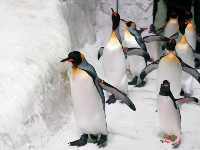 Пингвини (Фото: EPA-EFE/KHALED ELFIQI) - 
