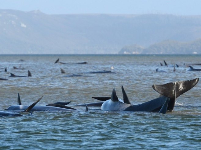 На западу Аустралије насукало се 160 китова, у току спасавање (ВИДЕО)