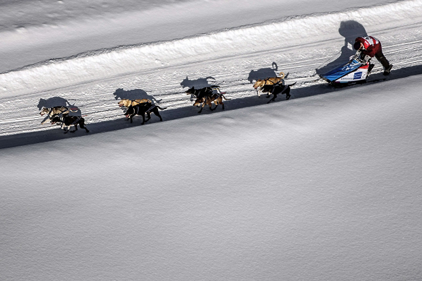 Двомјесечна трка паса ""La Grande Odyssee" одржава се на Алпима дуж Француско-Швајцарске границе...
