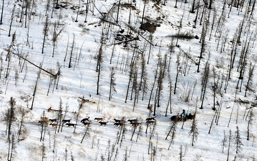 Чувена трка паса са саоницама "Iditarod" одржава се на Аљасци...