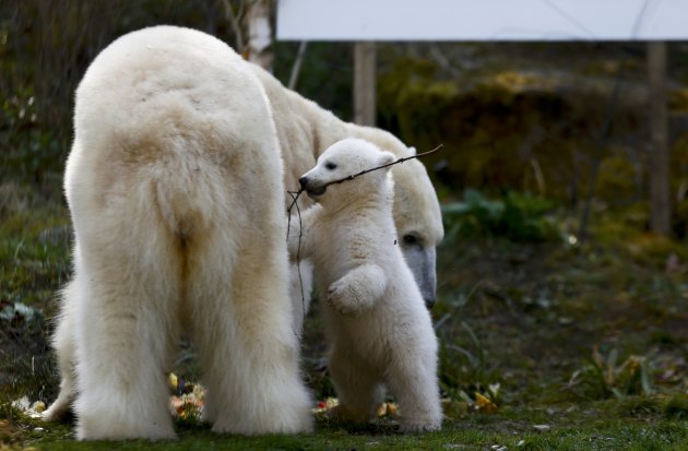 Упознајте, Нелу и Нобија, младунче поларног медвједа за које нема ништа љепше него да се ваљају по трави у свом ограђеном простору...