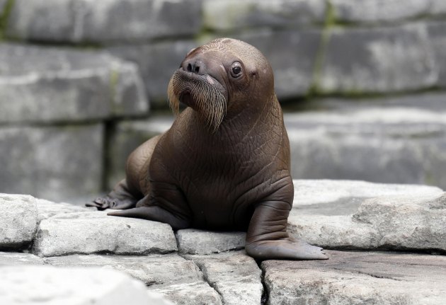 Прво младунче моржа које се икада родило у Њемачкој у  зоолошком врту “Хагенбек”