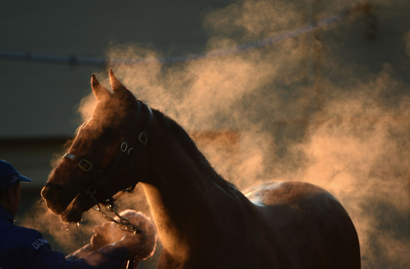 Мелбурн - тренирање коња у рано јутро  (Фото:Vince Caligiuri/Getty Images)