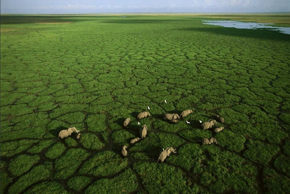Национални парк Амбосели, Кенија (Фото: George Steinmetz)