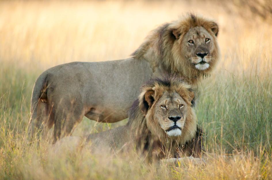 Живот лавова - број лавова у свијету се драстично смањује због губитка станишта, сукоба са људима и ловачких трофеја.