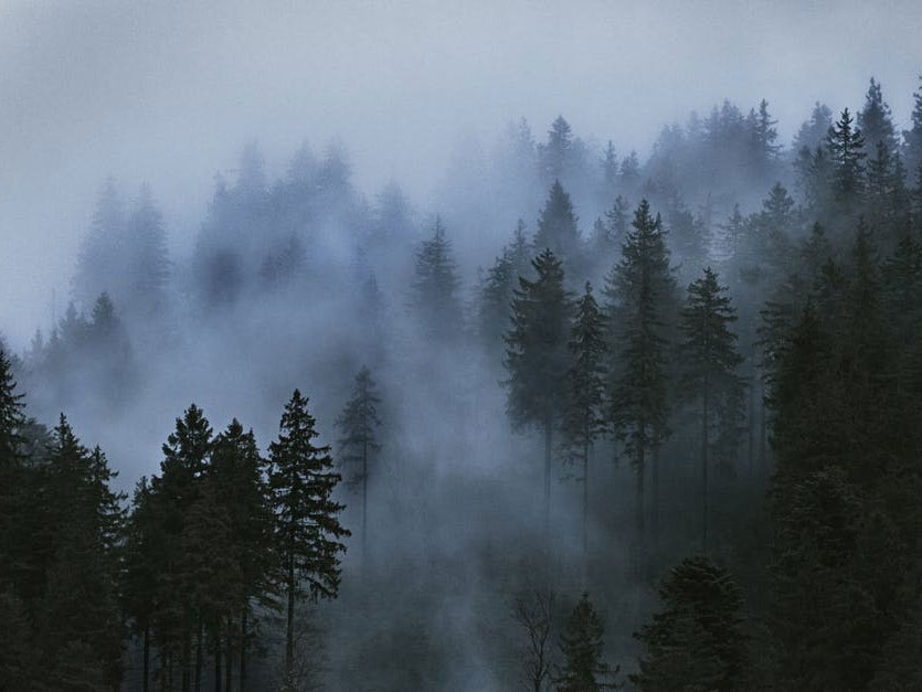 Магловита шума (Фото: pexels)