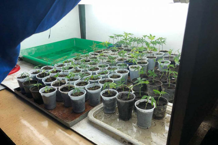 Banjaluka: Pronađena improvizovana laboratorija za uzgoj marihuane (Foto: RTRS)