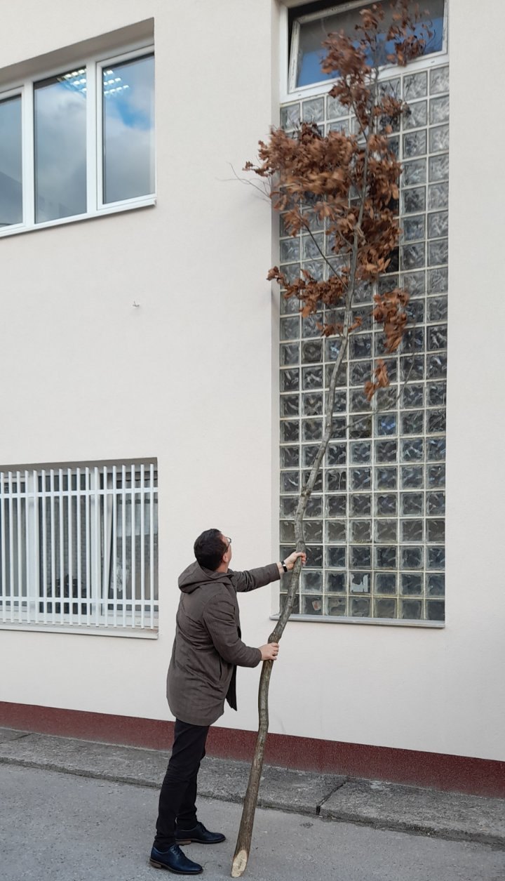 Бадњак Источна Илиџа