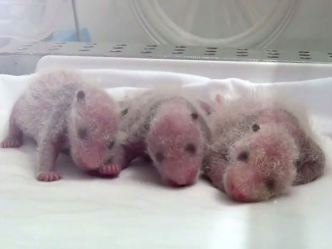 Bebe pande u inkubatoru