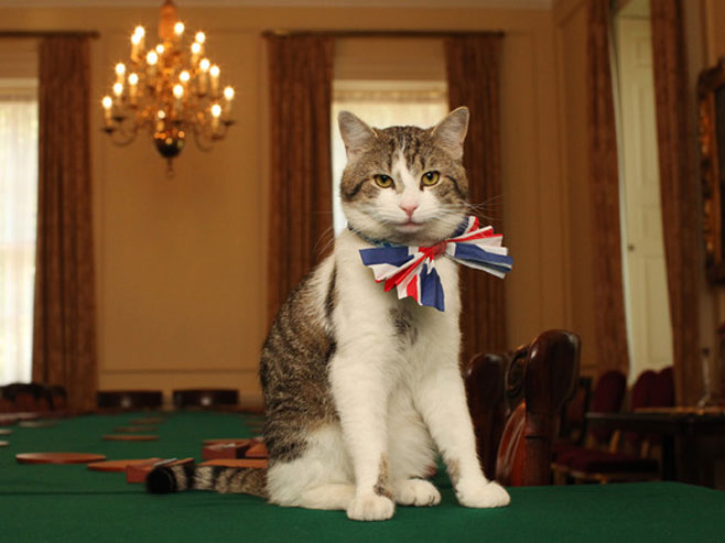 Лари, званични мачак британског премијера 