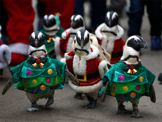 Јужна Кореја-пингвини обучени у Дједа Мразове
